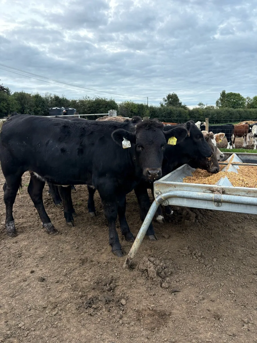 8 super 250kg suckler bred heifers - Image 2