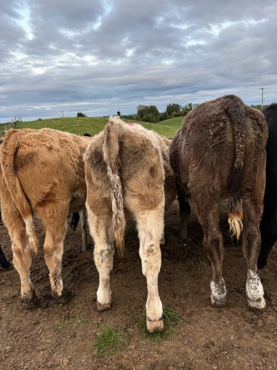 8 super 250kg suckler bred heifers - Image 3