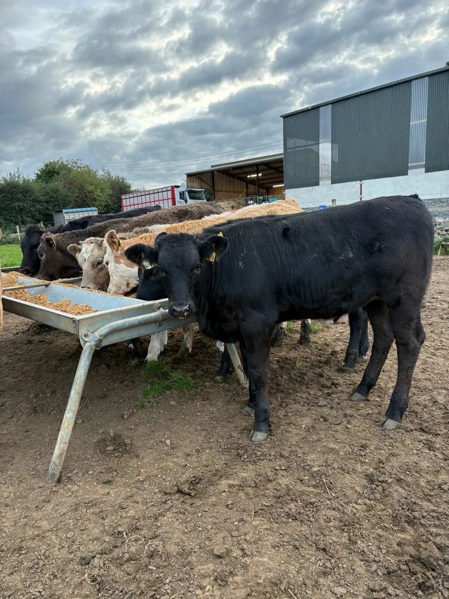 8 super 250kg suckler bred heifers - Image 1