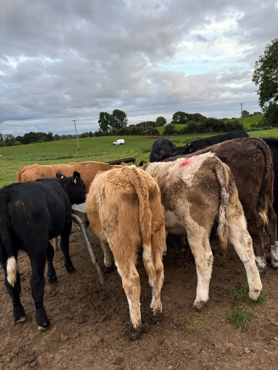 8 super 250kg suckler bred heifers - Image 4