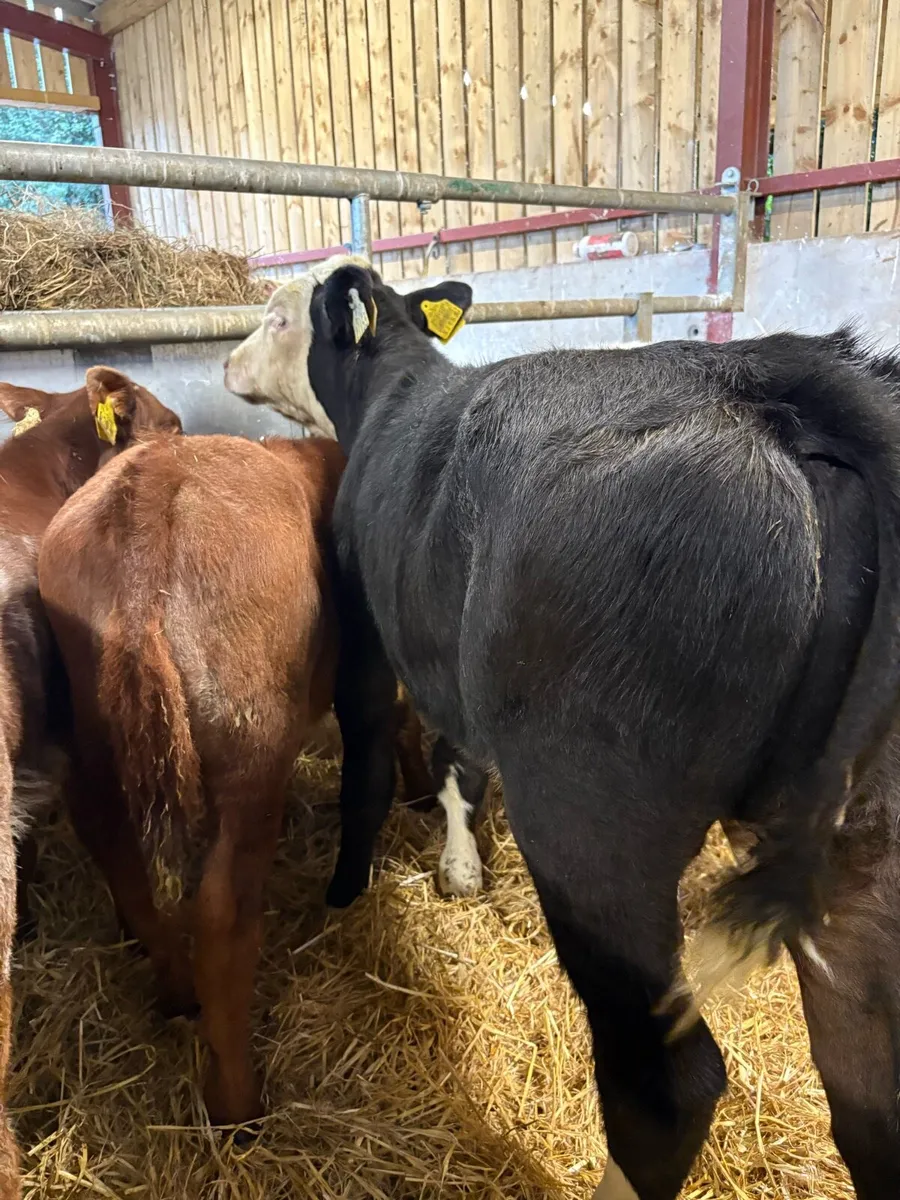 8 super reared bull calves for sale - Image 2