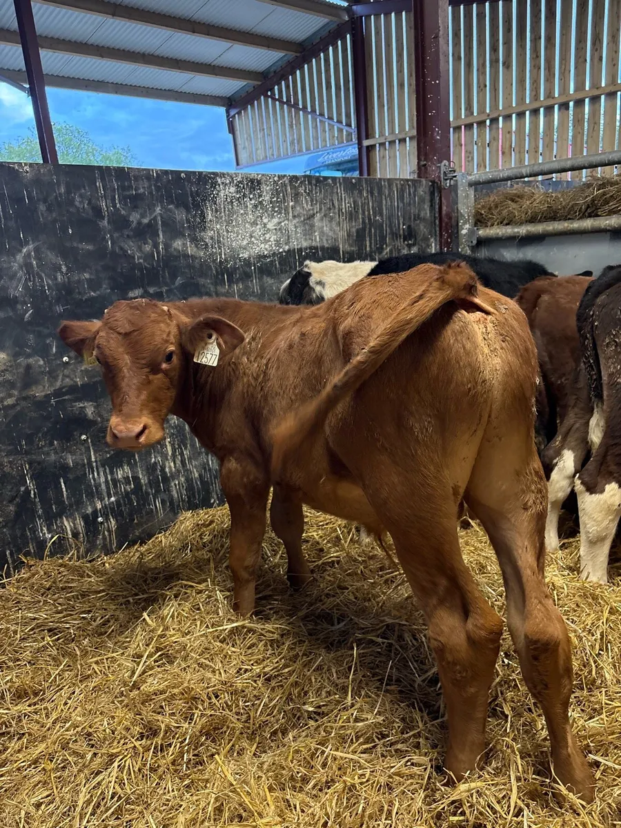 8 super reared bull calves for sale - Image 3