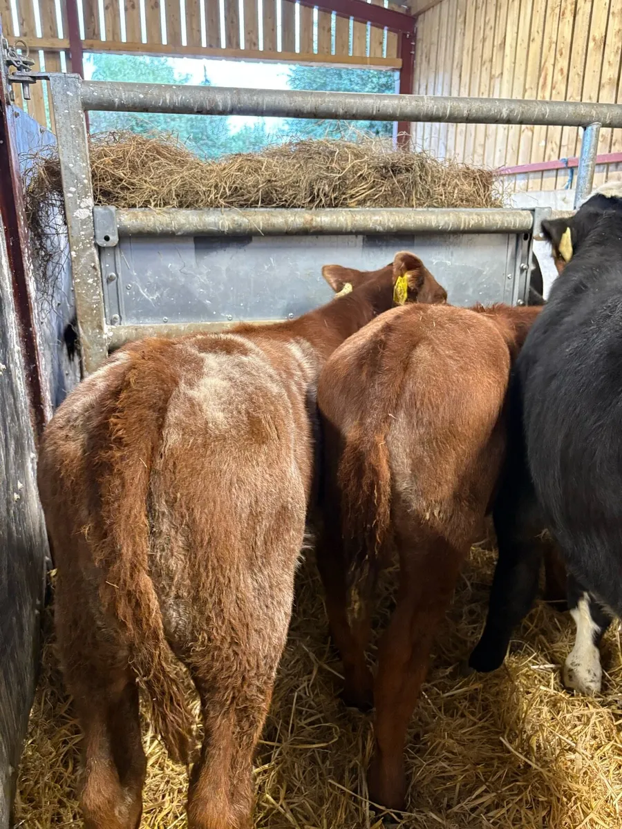 8 super reared bull calves for sale - Image 1