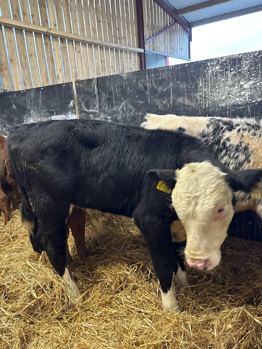 8 super reared bull calves for sale - Image 4