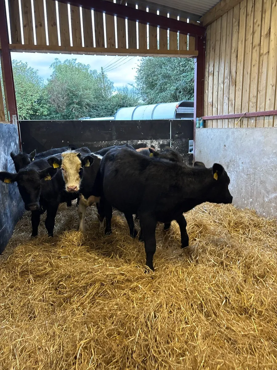 6 smashing 180kg heifer Weanlings - Image 2