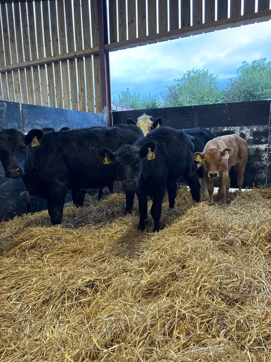 6 smashing 180kg heifer Weanlings - Image 1