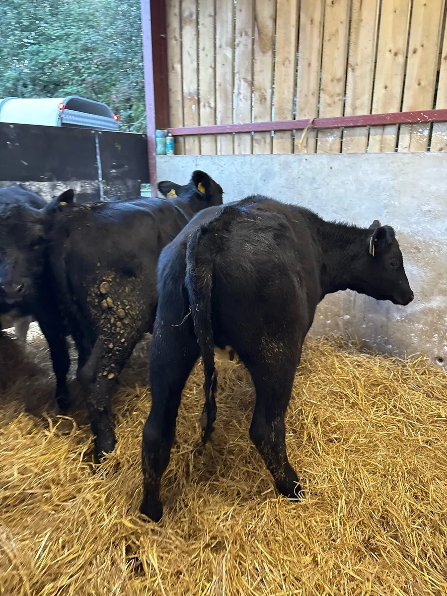 6 smashing 180kg heifer Weanlings - Image 4