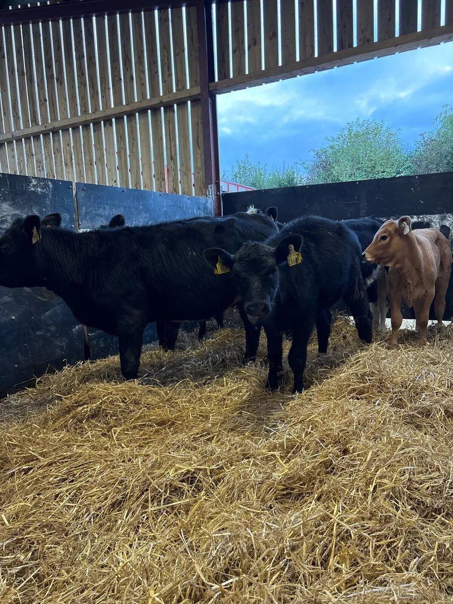 6 smashing 180kg heifer Weanlings - Image 3