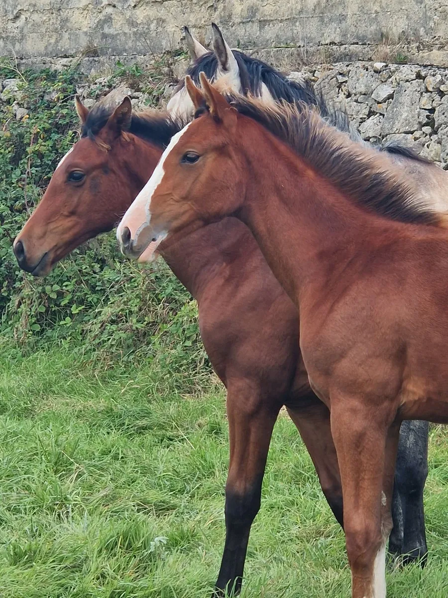 Fast and Furious Second Life Z x Conticco Foal - Image 1