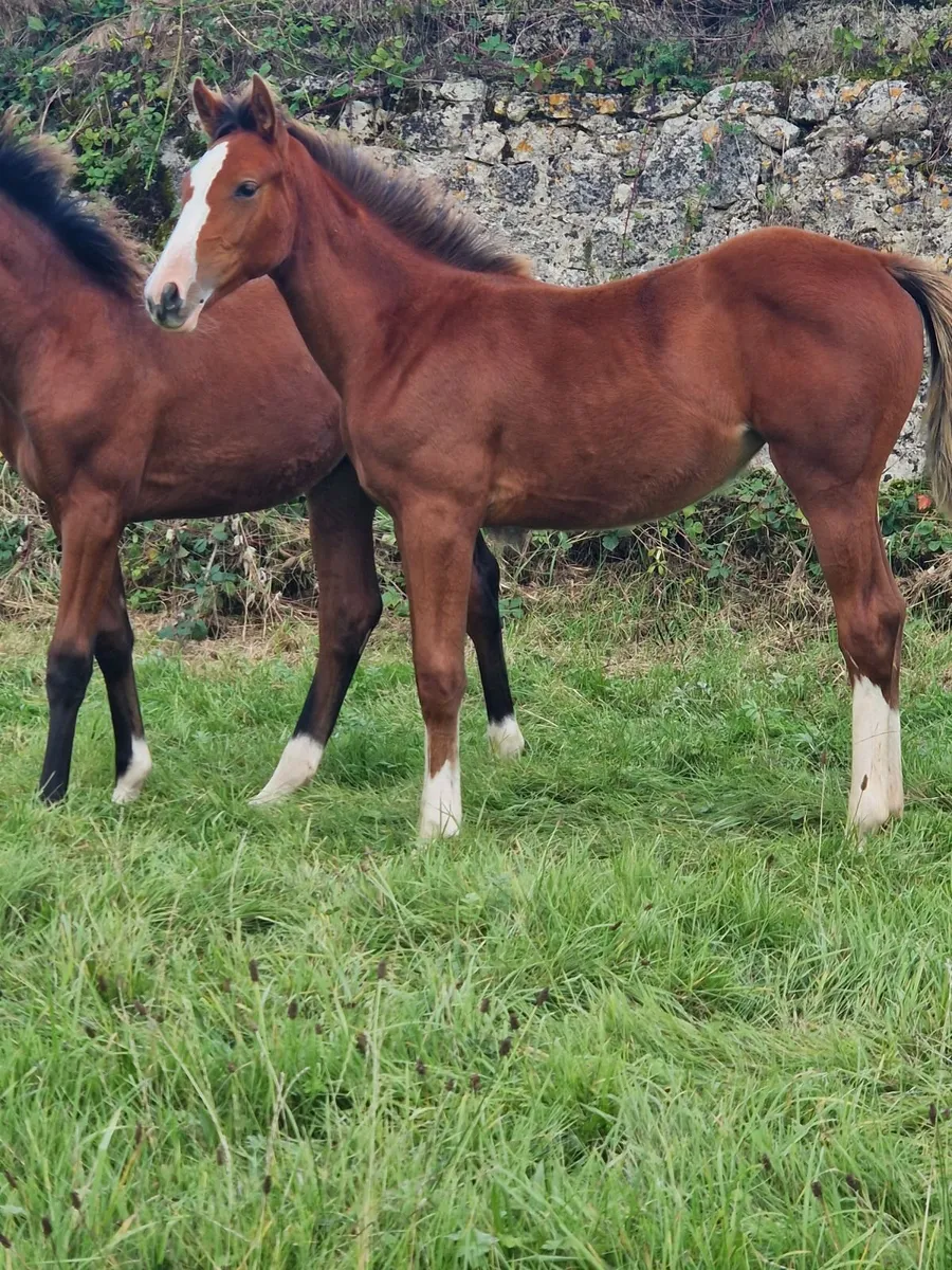 Fast and Furious Second Life Z x Conticco Foal - Image 4