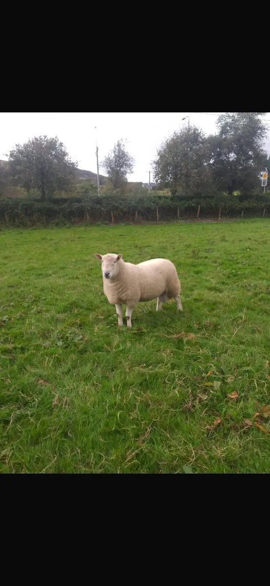 Cheviot Hoggot Rams - Image 1