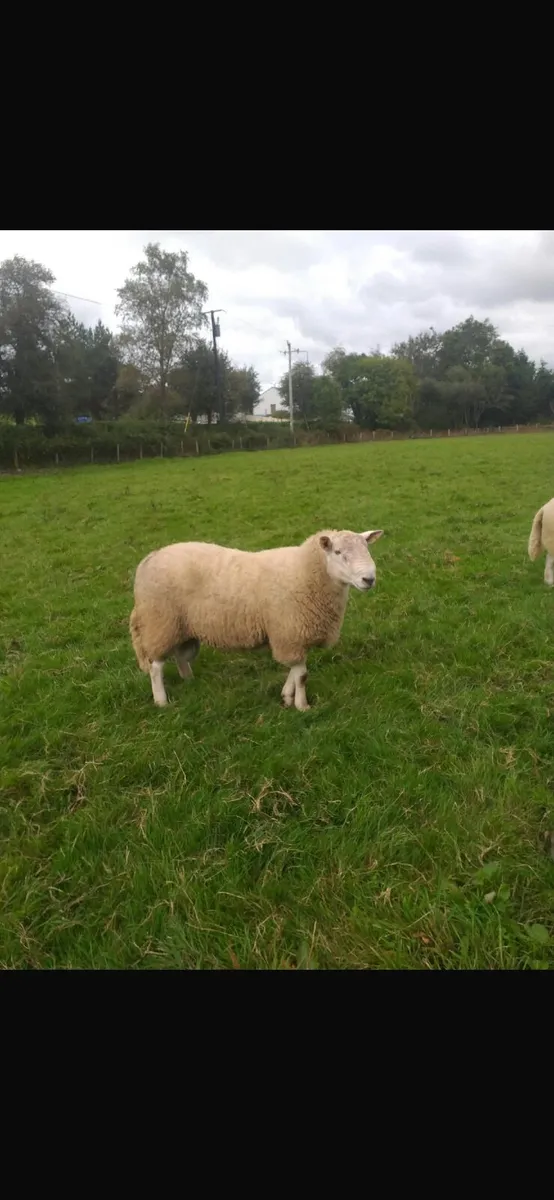 Cheviot Hoggot Rams - Image 2