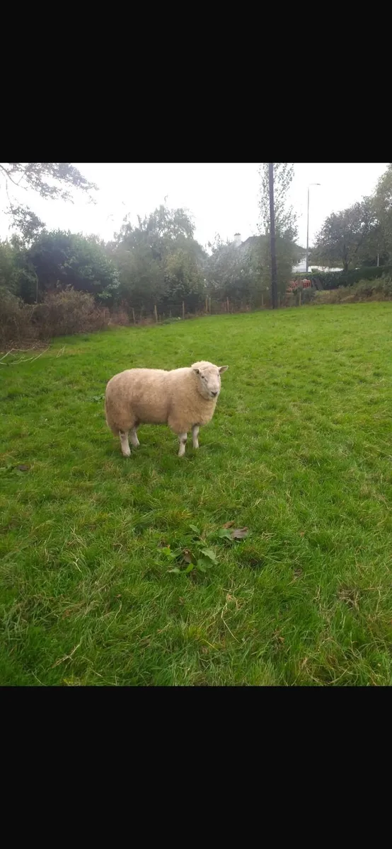 Cheviot Hoggot Rams - Image 3