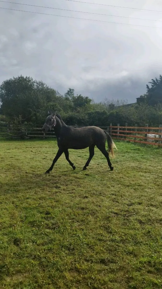 Connemara x sport - Image 1