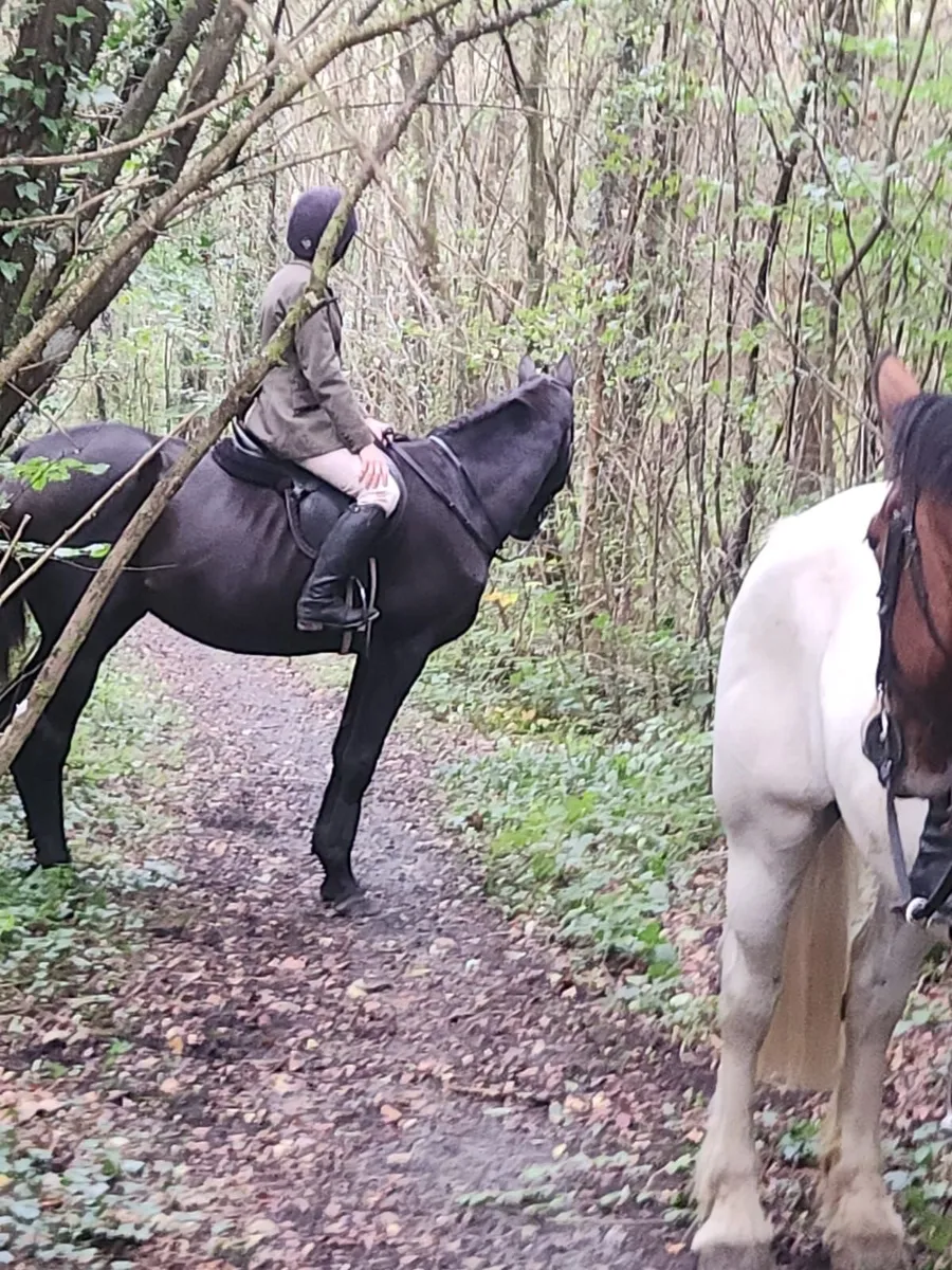 4yo gelding - Image 3