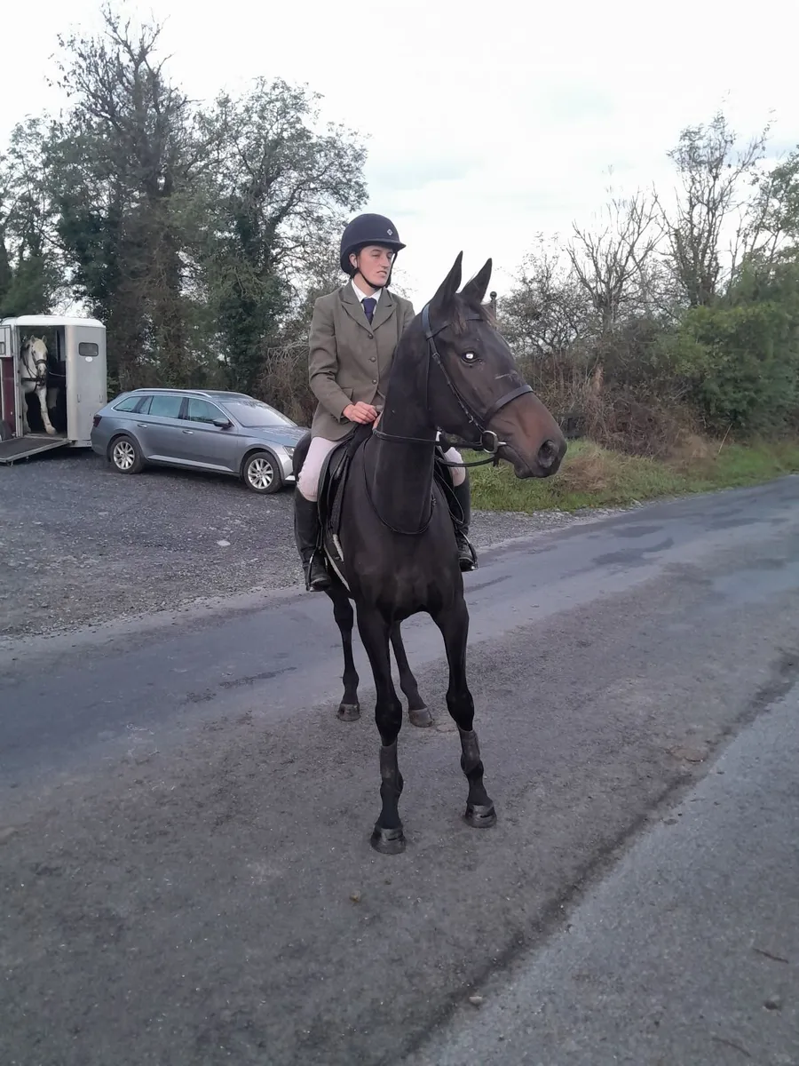 4yo gelding - Image 1