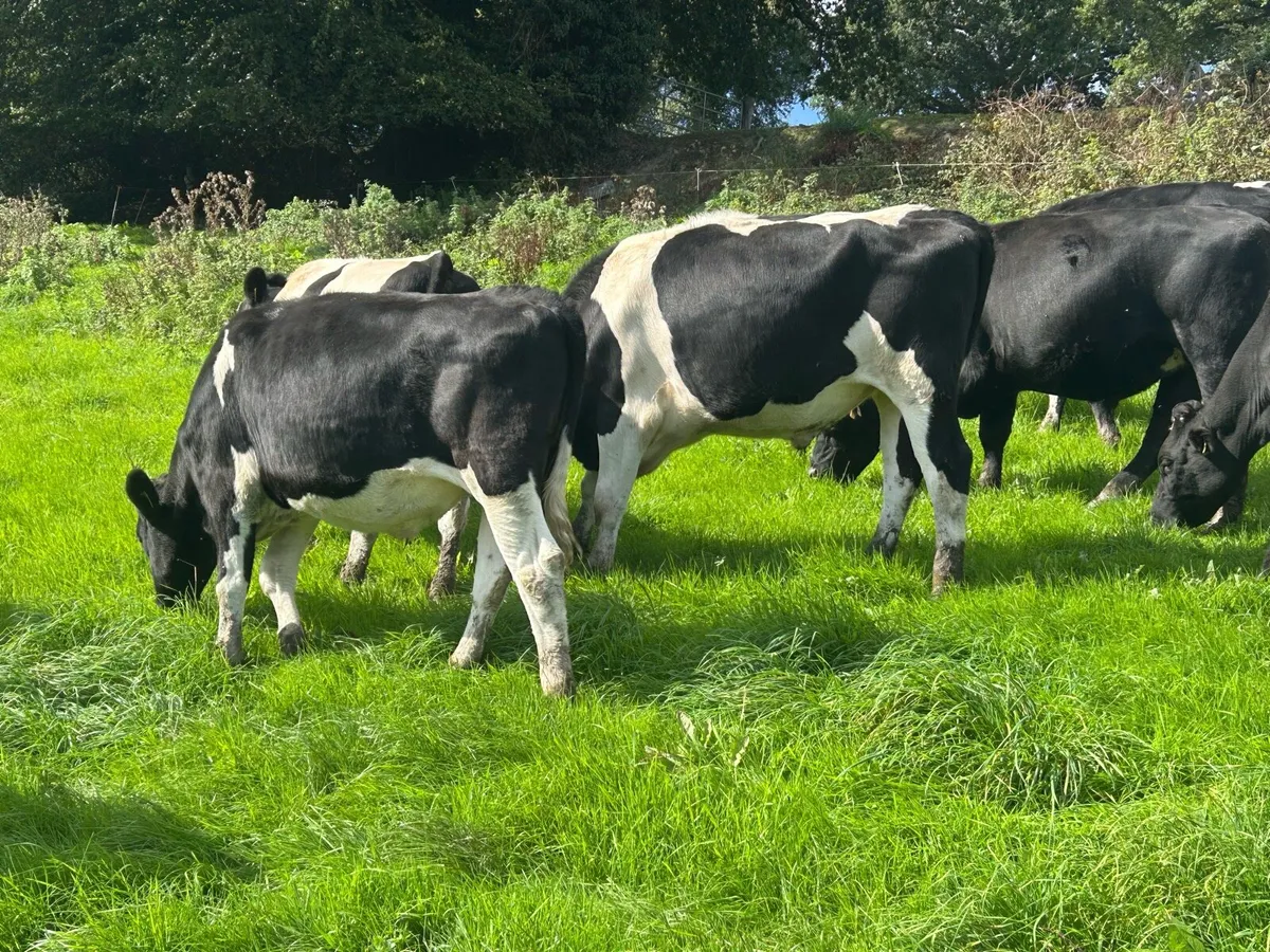 Friesian - Image 2