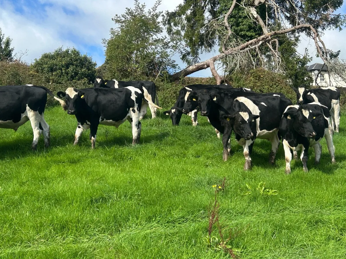Friesian - Image 4