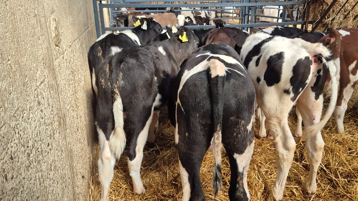 10 starter  Friesian bulls off milk - Image 4