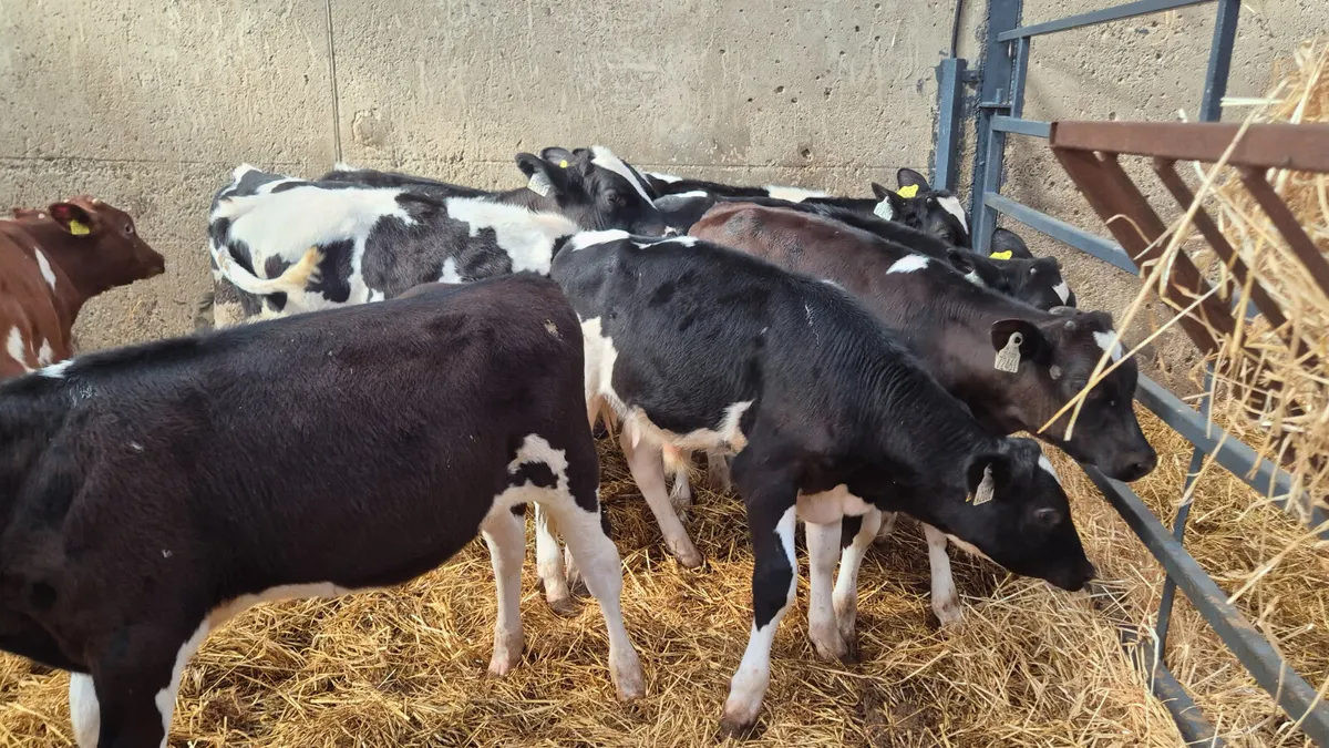 10 starter  Friesian bulls off milk - Image 1