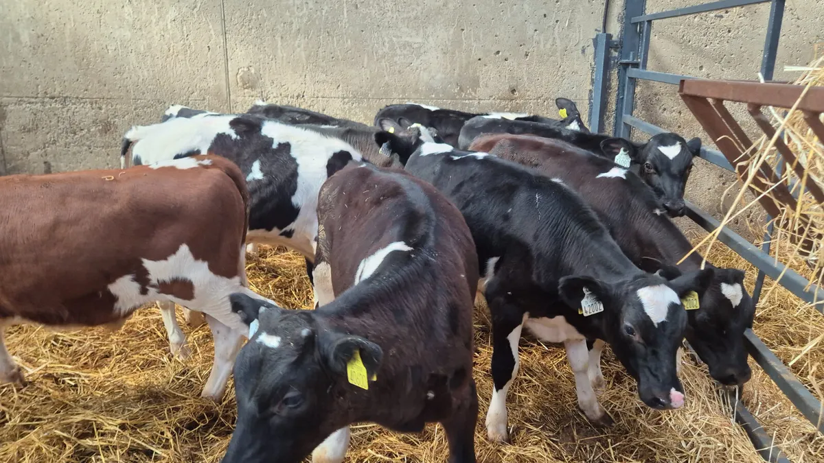 10 starter  Friesian bulls off milk - Image 2