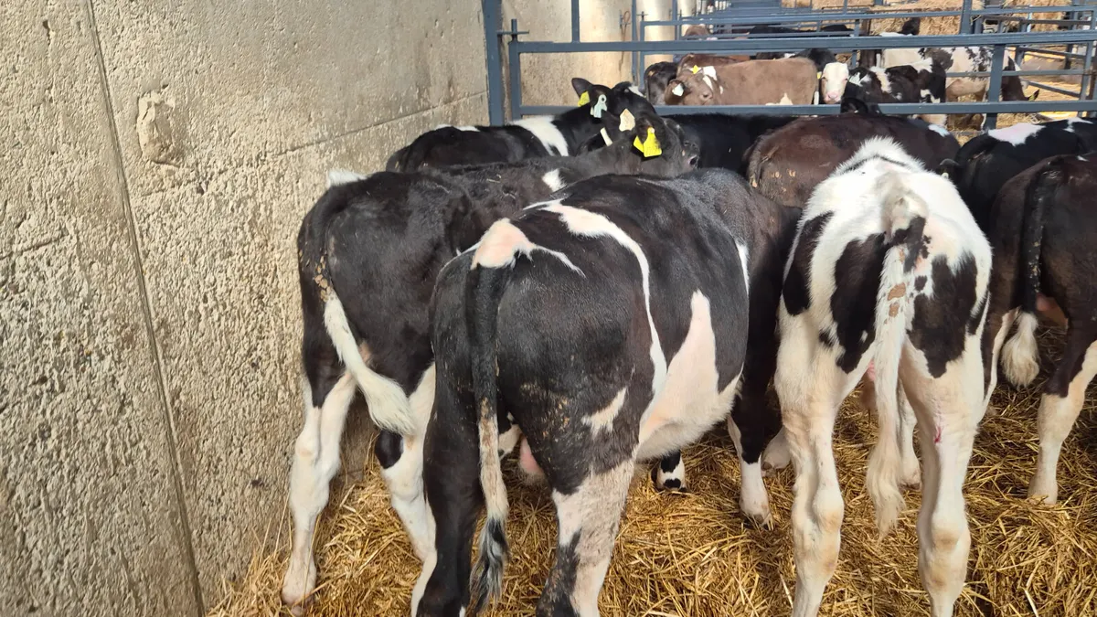 10 starter  Friesian bulls off milk - Image 3