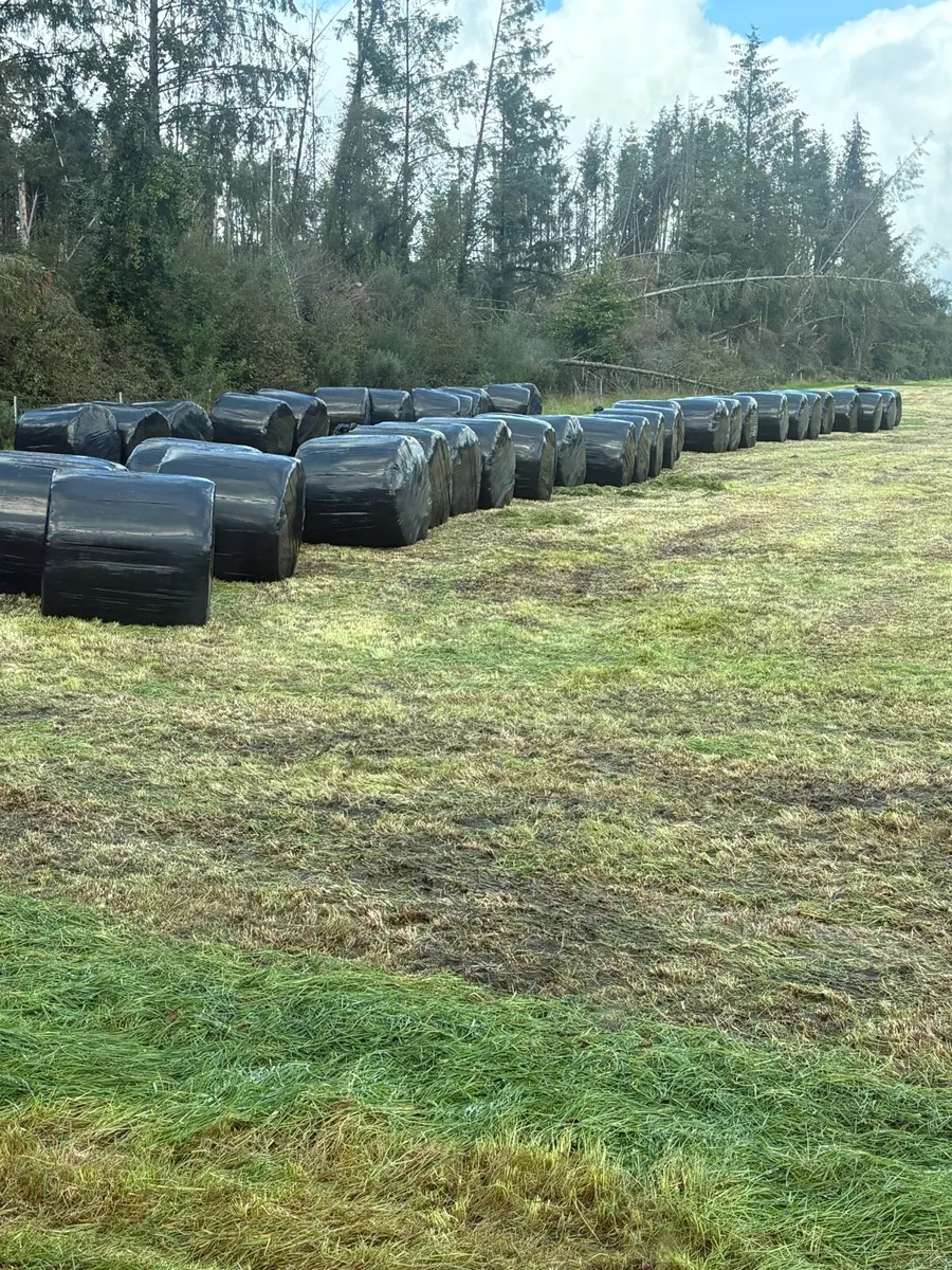 Bales silage - Image 1