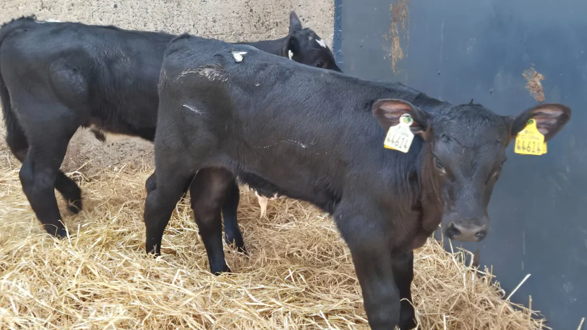 7 Super Aberdeen Angus bull sucks for sale - Image 2