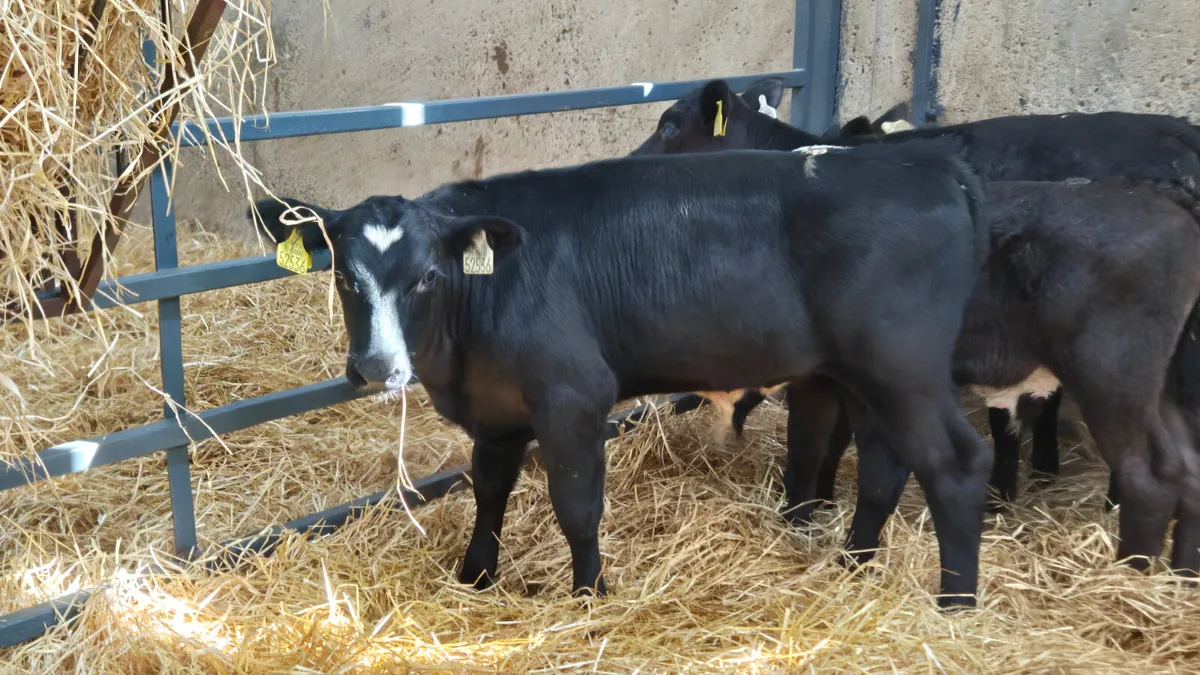7 Super Aberdeen Angus bull sucks for sale - Image 3