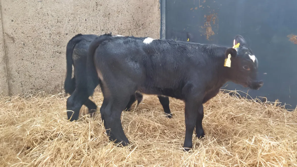 7 Super Aberdeen Angus bull sucks for sale - Image 4