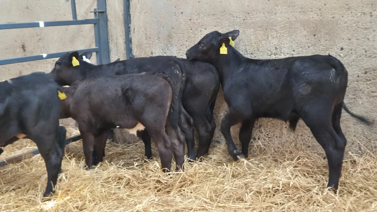 7 Super Aberdeen Angus bull sucks for sale - Image 1