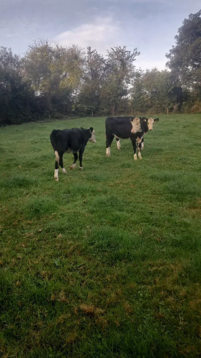 Weanling heifers - Image 3