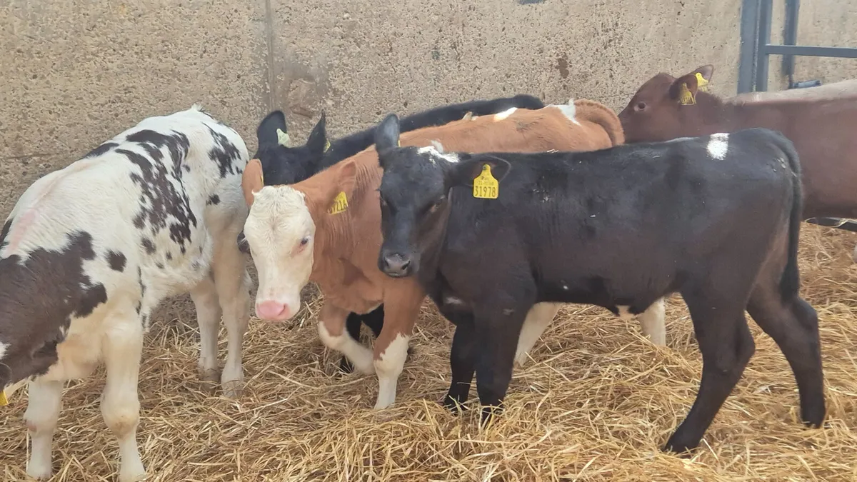 8 Super Aberdeen  & Continental heifer calves - Image 4