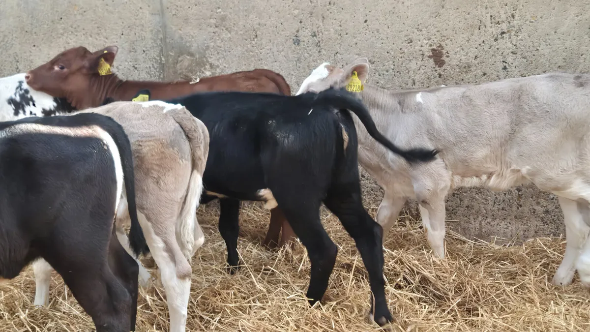 8 Super Aberdeen  & Continental heifer calves - Image 2