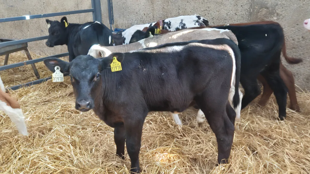 8 Super Aberdeen  & Continental heifer calves - Image 1