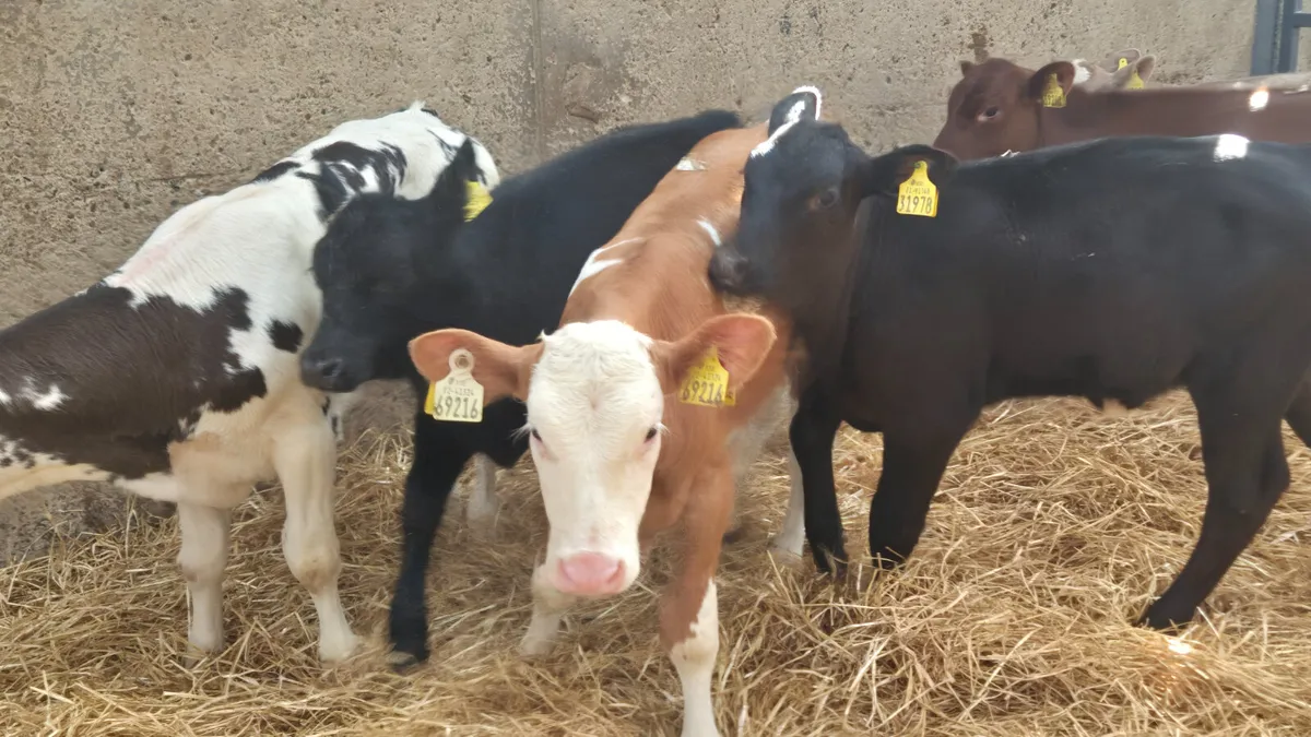 8 Super Aberdeen  & Continental heifer calves - Image 3