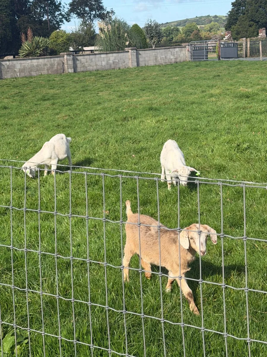 Kid goats - Image 1