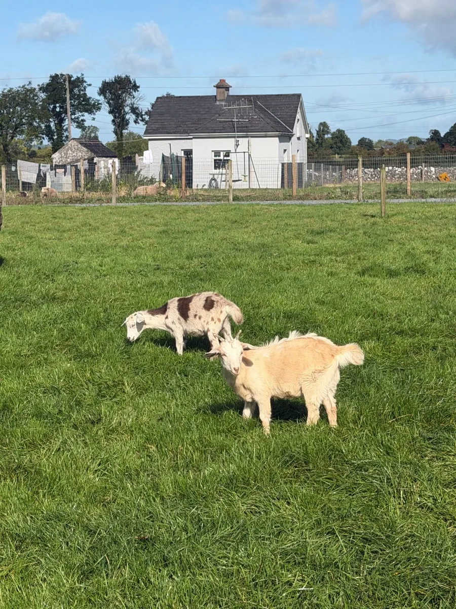 Kid goats - Image 2