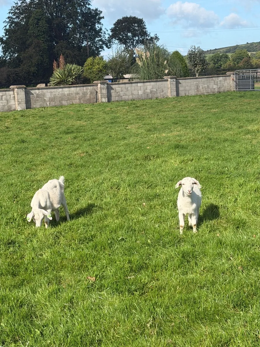 Kid goats - Image 3