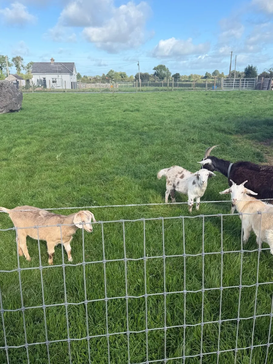 Kid goats - Image 4