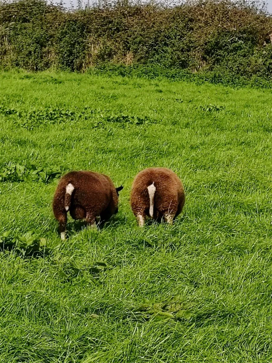 Dutch spotted Rams - Image 2