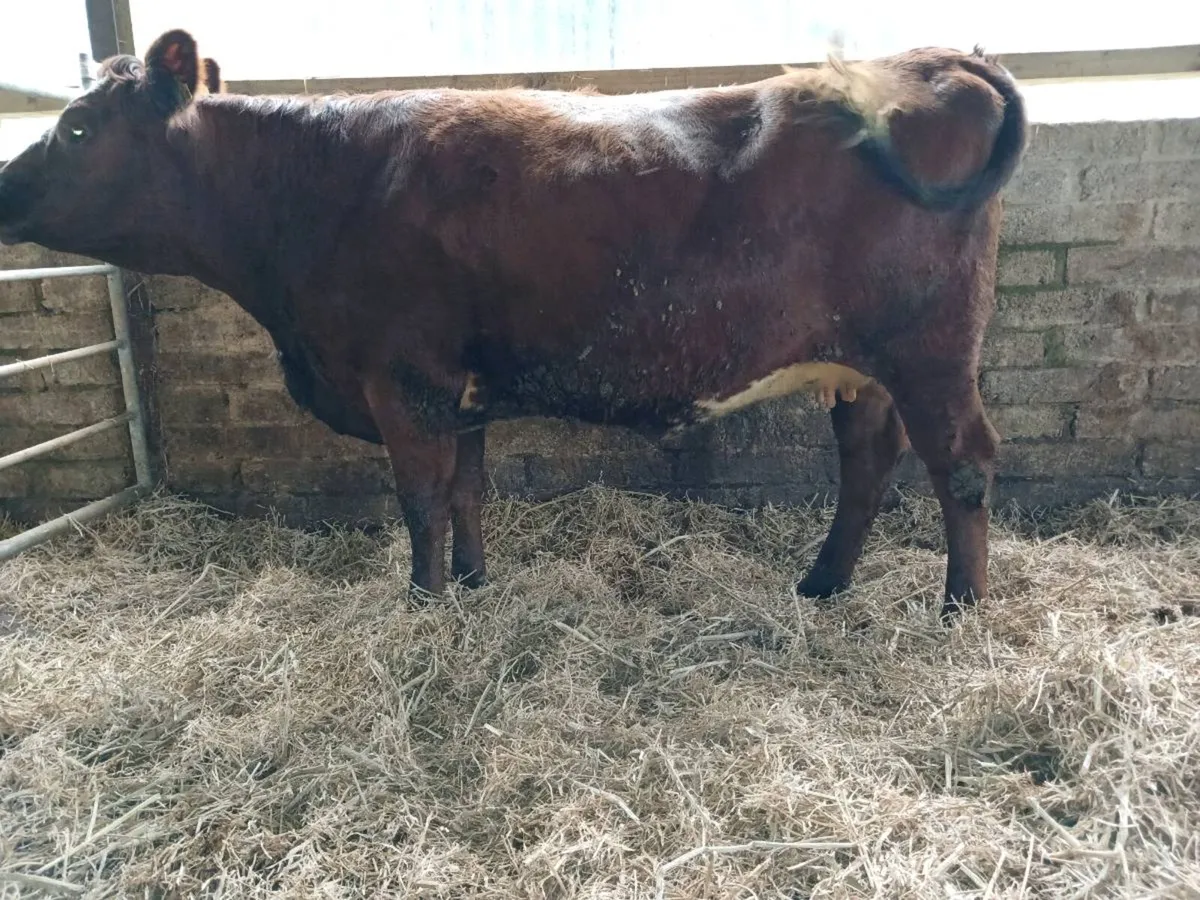 Lim shorthorn cross springing heifer - Image 1