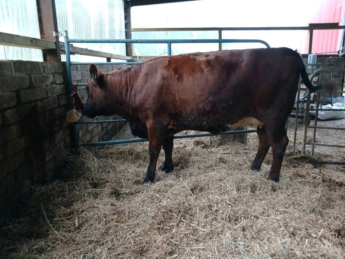 Lim shorthorn cross springing heifer - Image 2