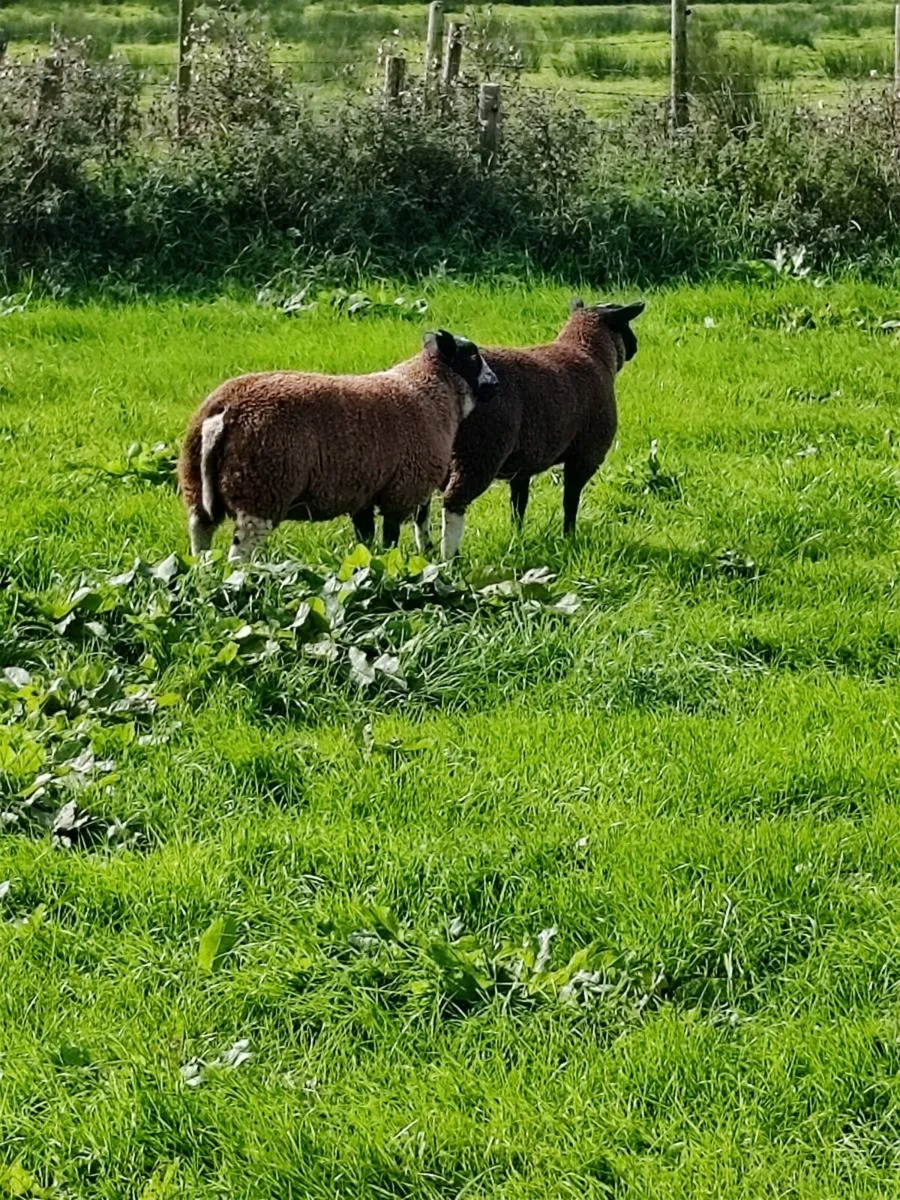 Dutch spotted Rams - Image 3