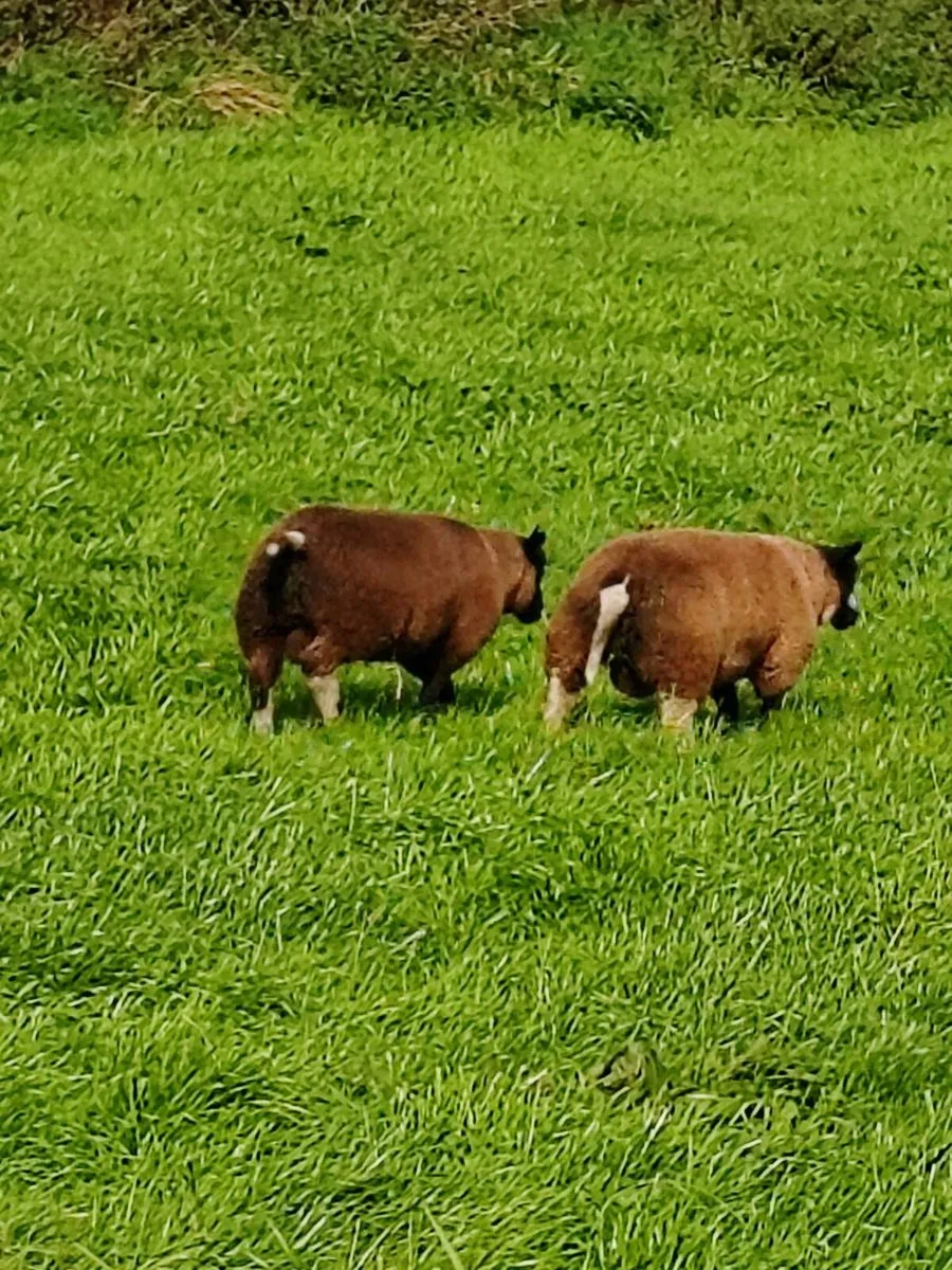 Dutch spotted Rams - Image 4