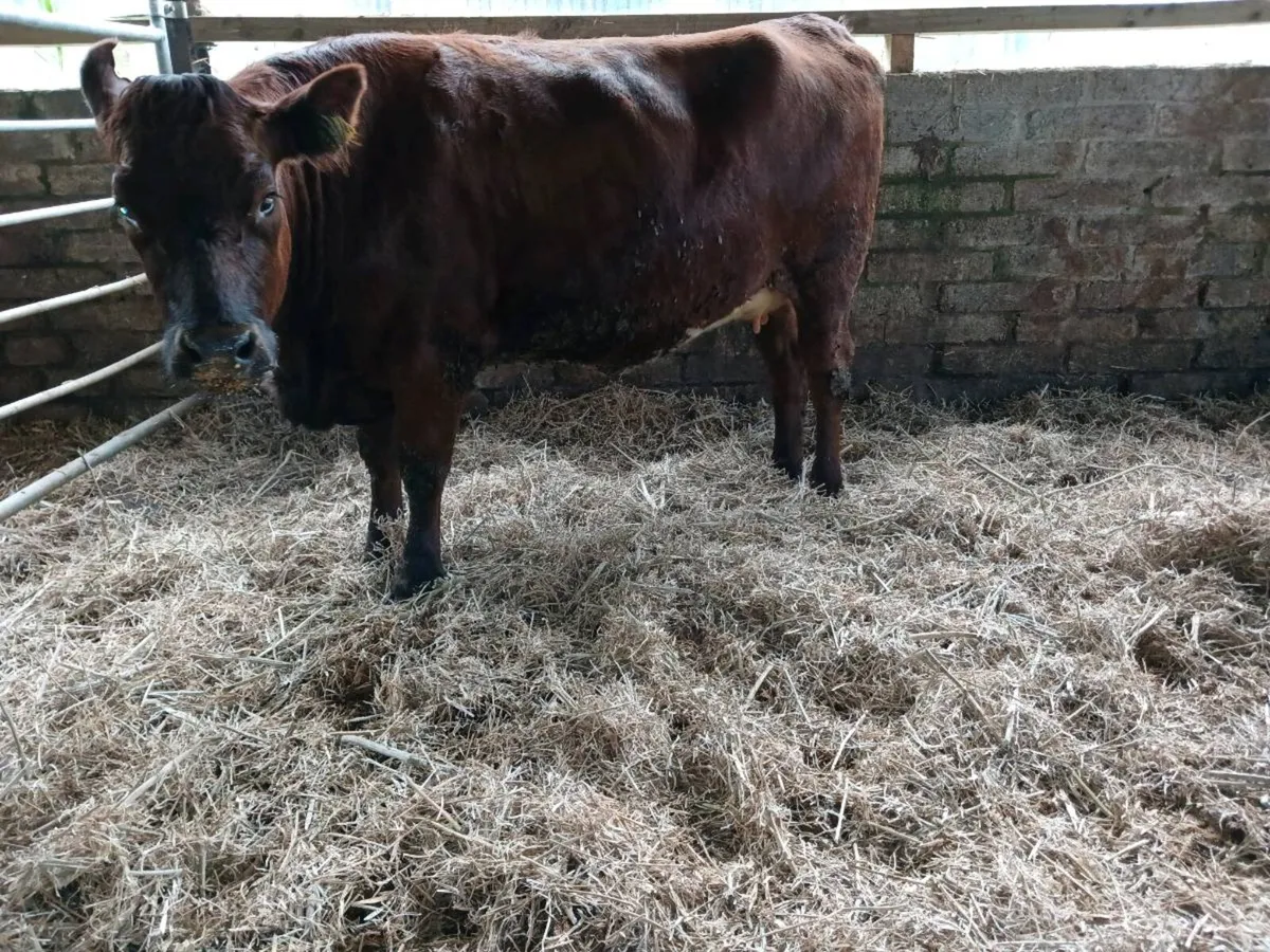 Lim shorthorn cross springing heifer - Image 3