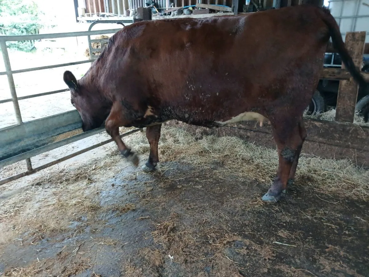 Lim shorthorn cross springing heifer - Image 4