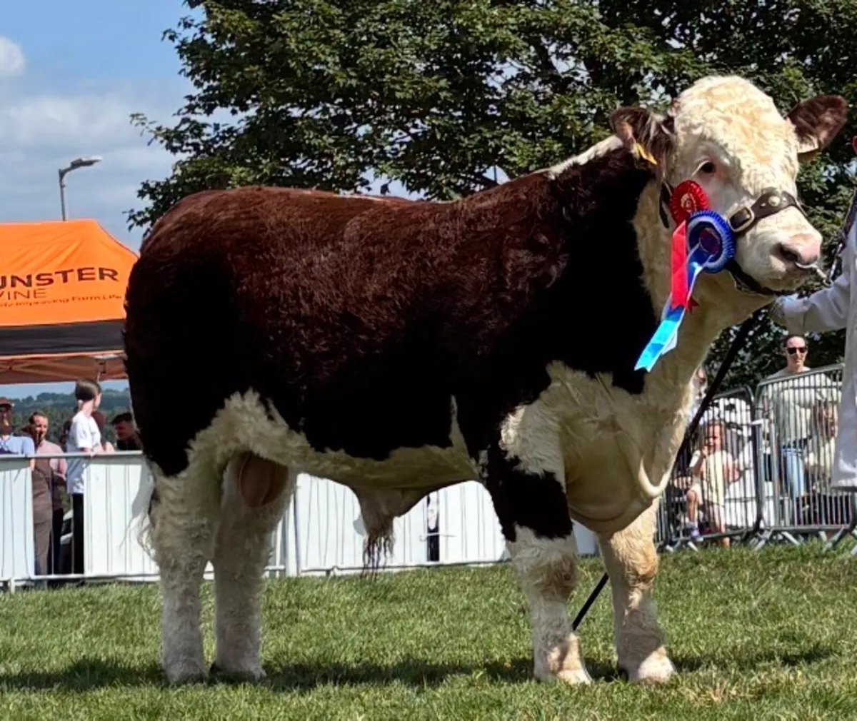 Pedigree Hereford Bull - Image 1