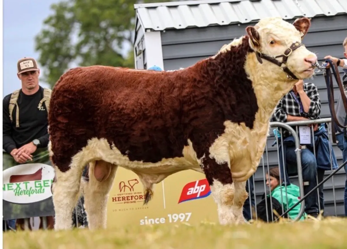 Pedigree Hereford Bull - Image 2
