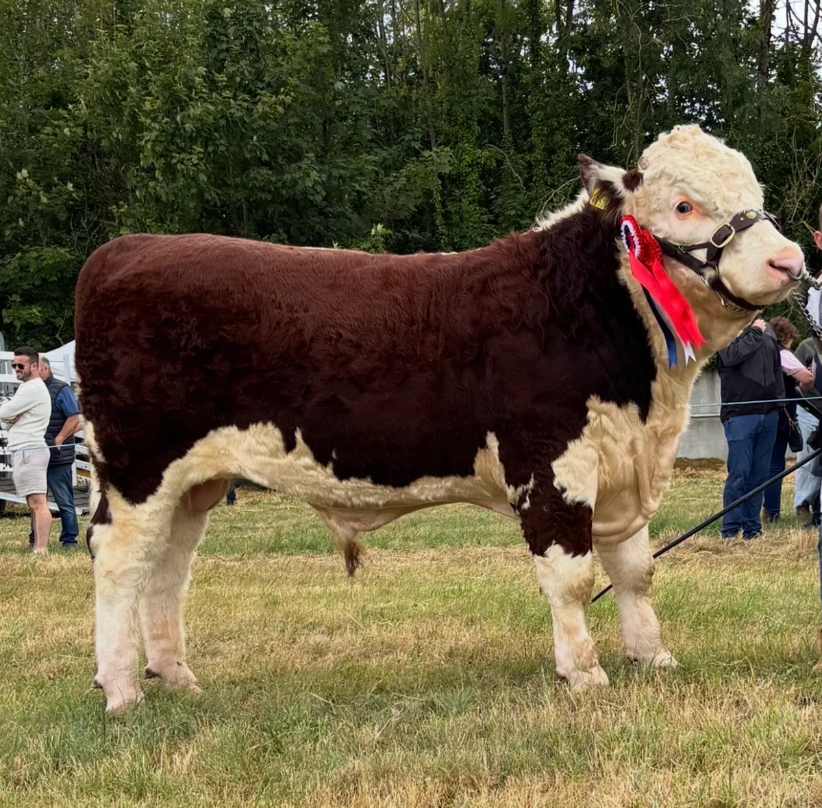 Pedigree Hereford Bull - Image 3